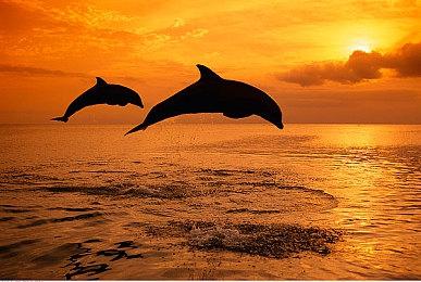 “做宝可梦” 《宝可梦Sleep》全球下载量突破1000万